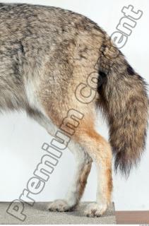 Wolf leg photo reference 0002